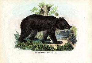 Brown Bear
